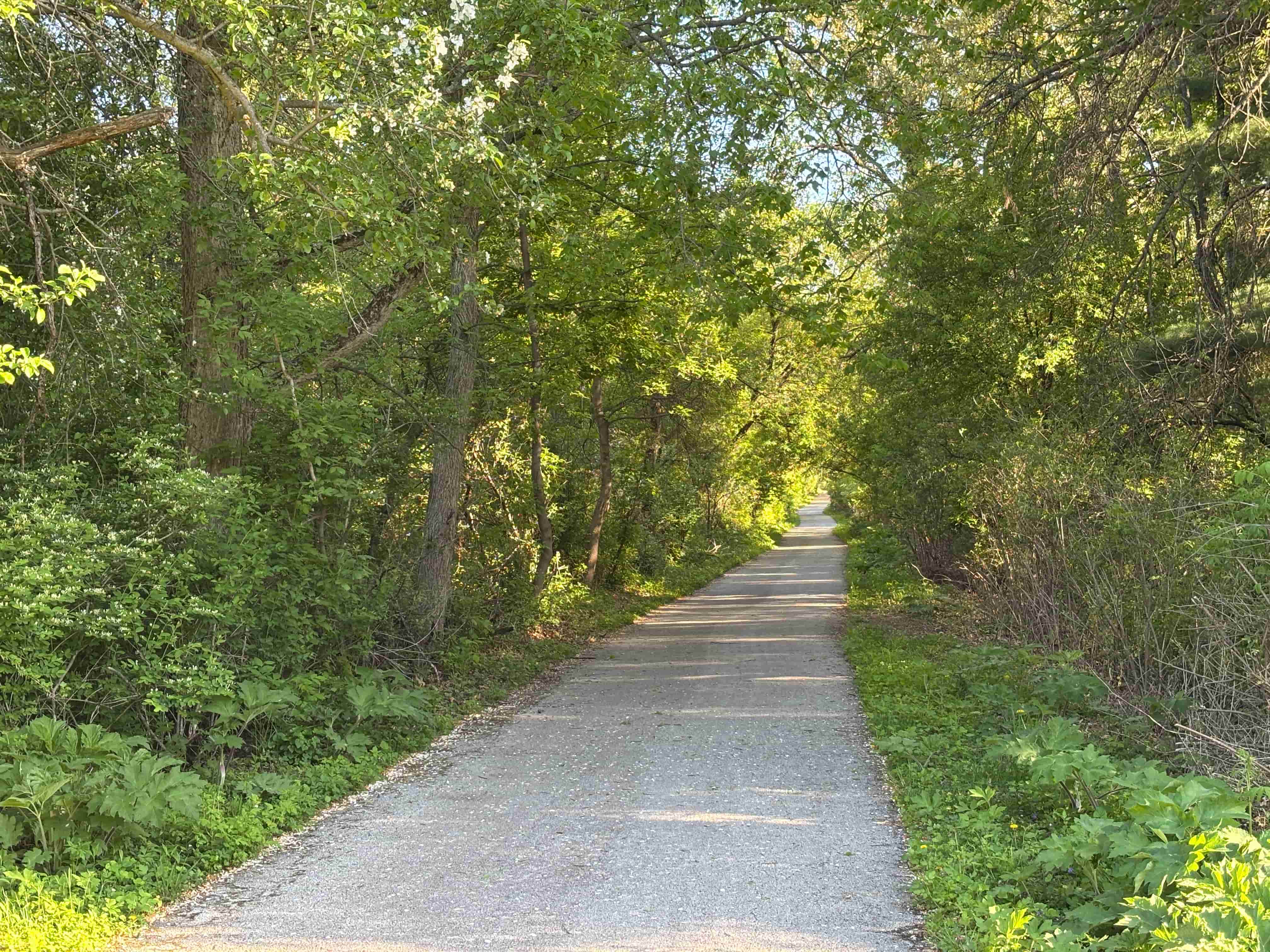 Trail